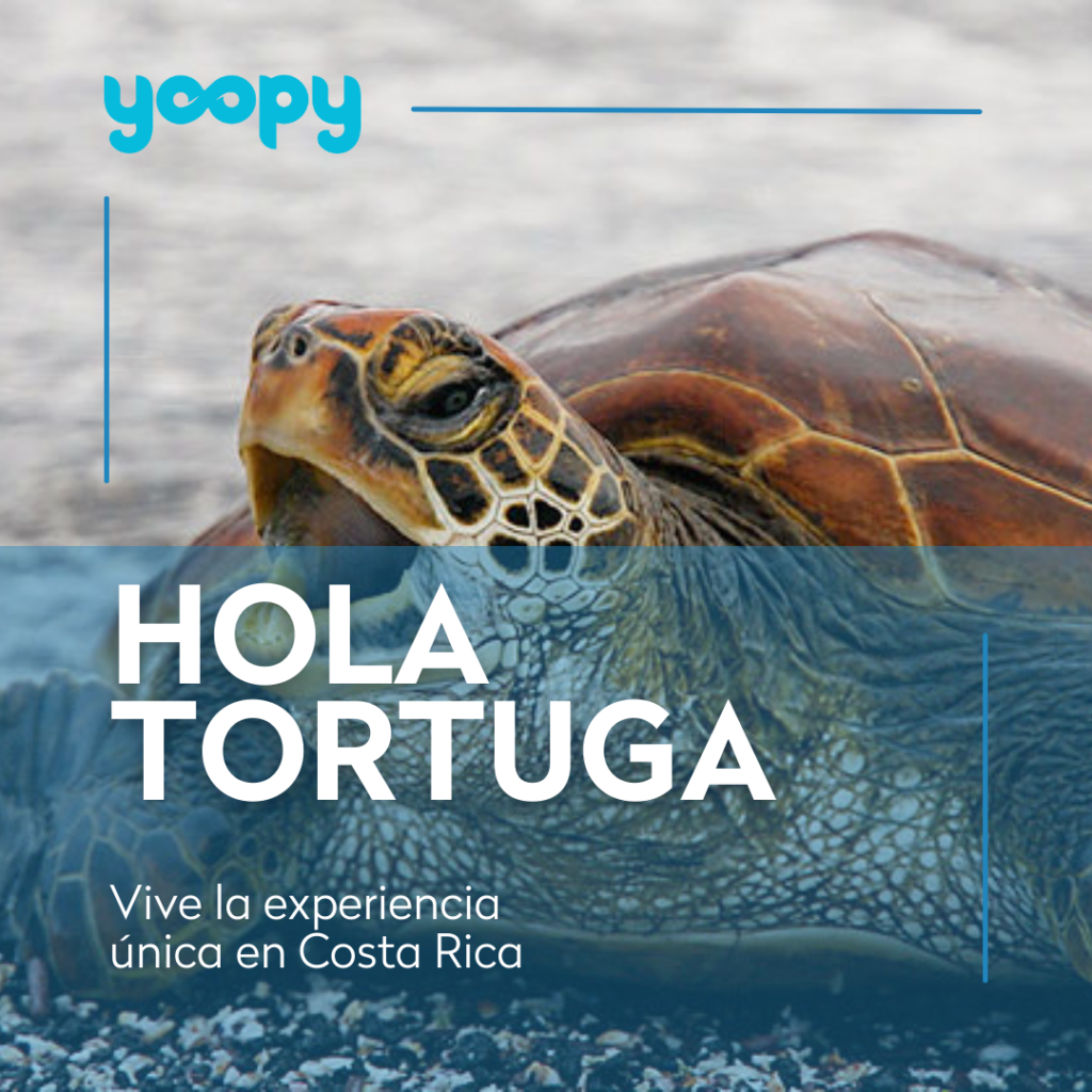 Tortuga Costa Rica