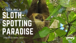 Sloths Costa Rica Yoopy