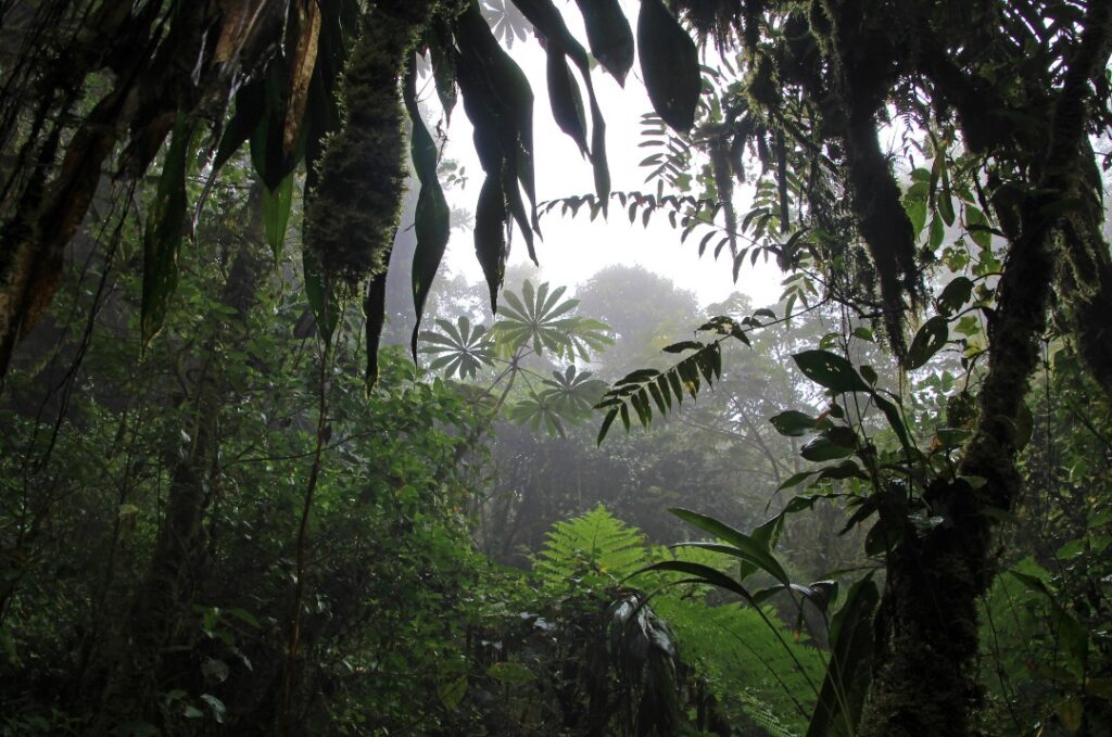 Bosque Nuboso de Monteverde